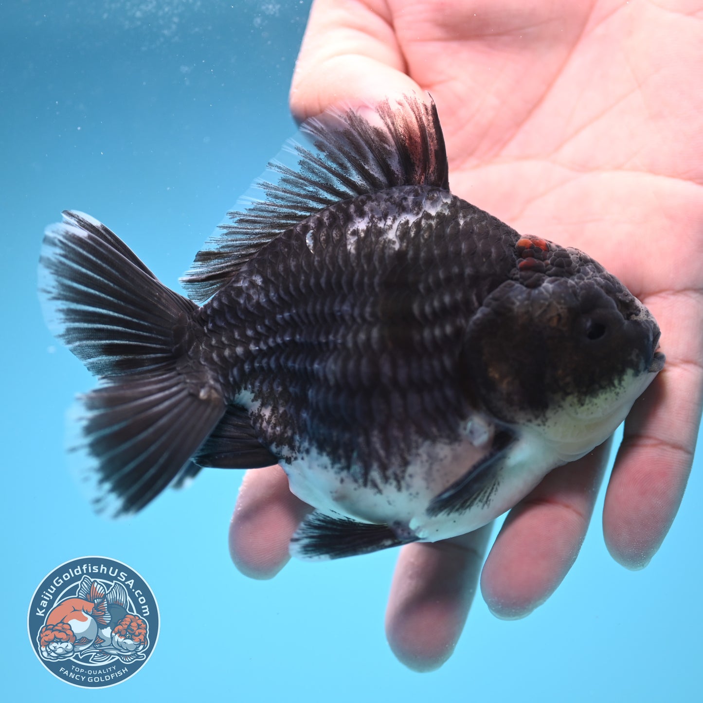 Shogun Blue Kirin Oranda 4 inch Body (250822_OR09)