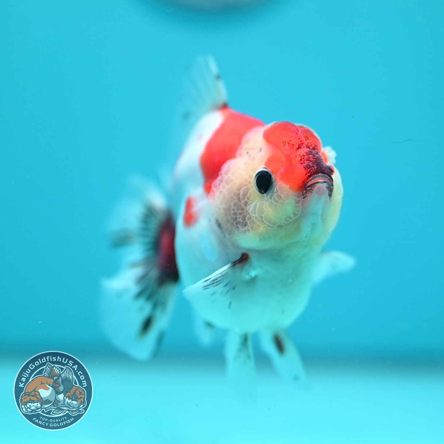 Sakura Oranda 3.5 inch Body (260904_OR09)