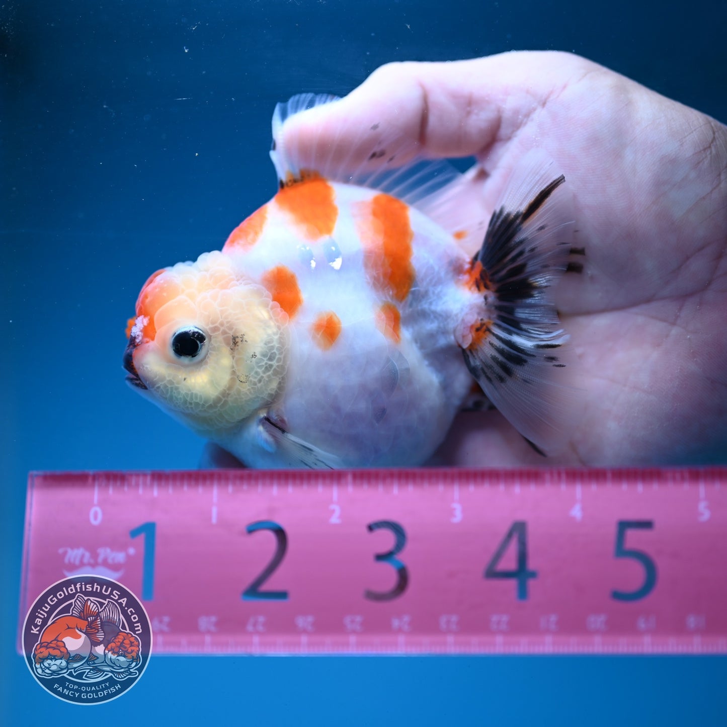 Sakura Oranda 3.5 inch Body (260904_OR09)