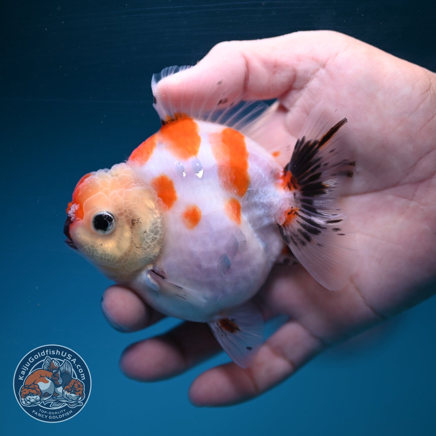 Sakura Oranda 3.5 inch Body (260904_OR09)