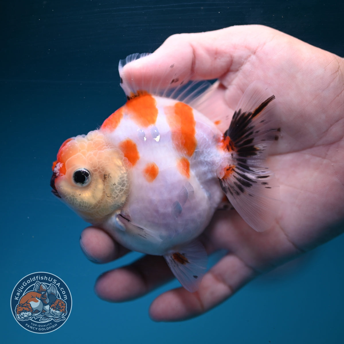 Sakura Oranda 3.5 inch Body (260904_OR09)