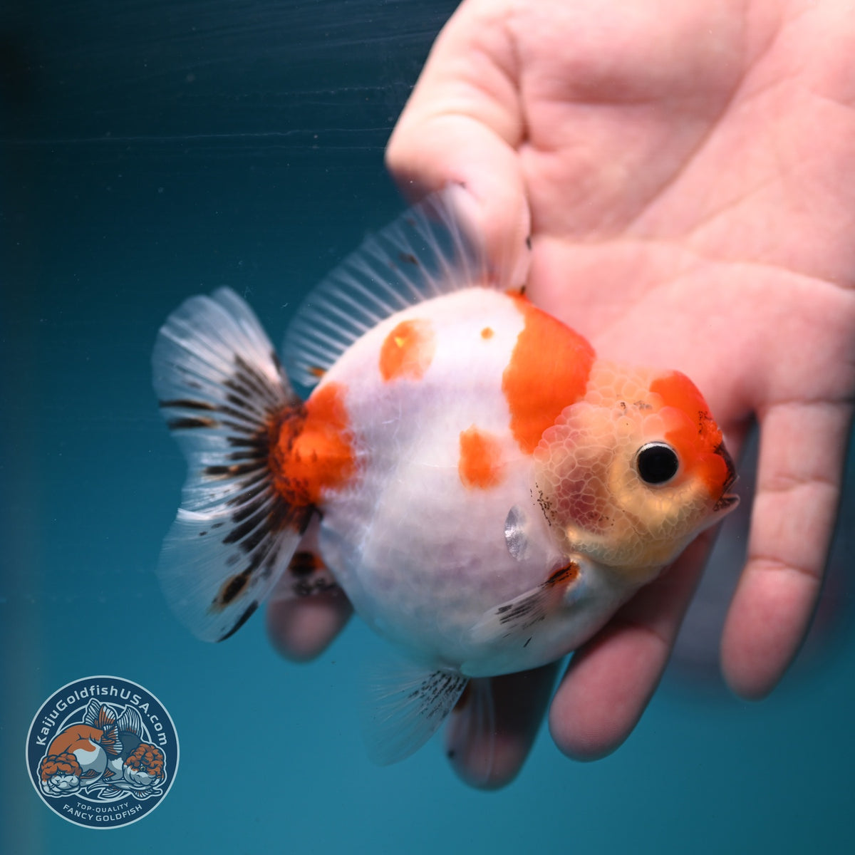 Sakura Oranda 3.5 inch Body (260904_OR09)