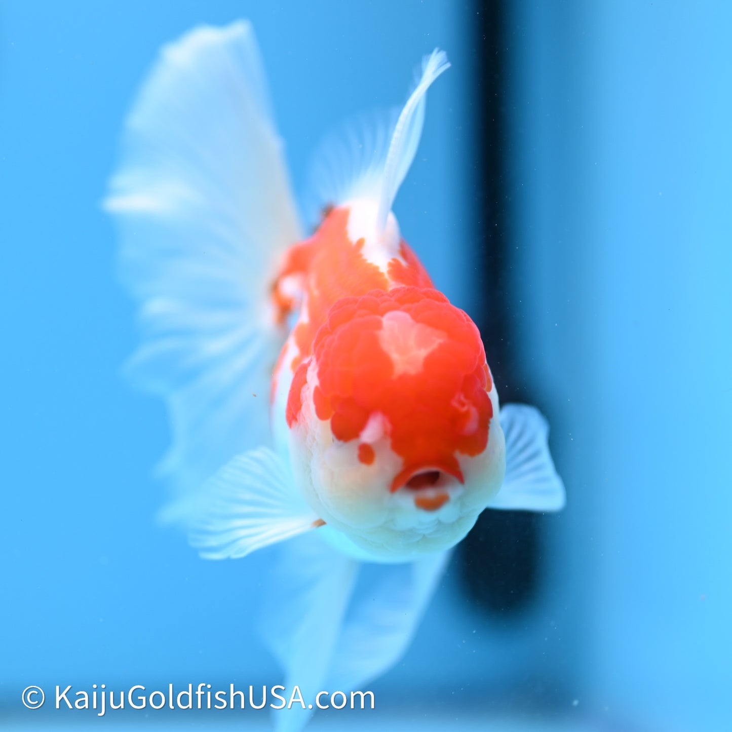 Jade Seal Red White Rose Tail Oranda 4in Body (240621_OR10) - Kaiju Goldfish USA