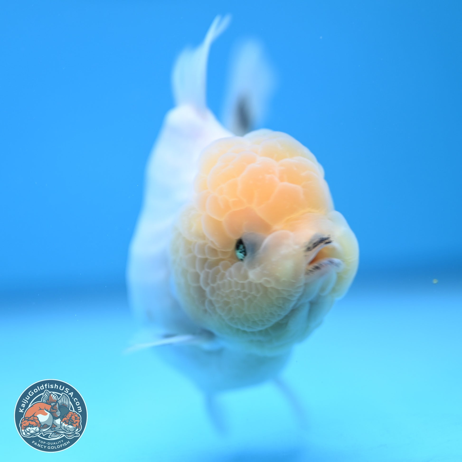 Tricolor Sakura Rose Tail Oranda 4.5 inches (241025_OR10) - Kaiju Goldfish USA