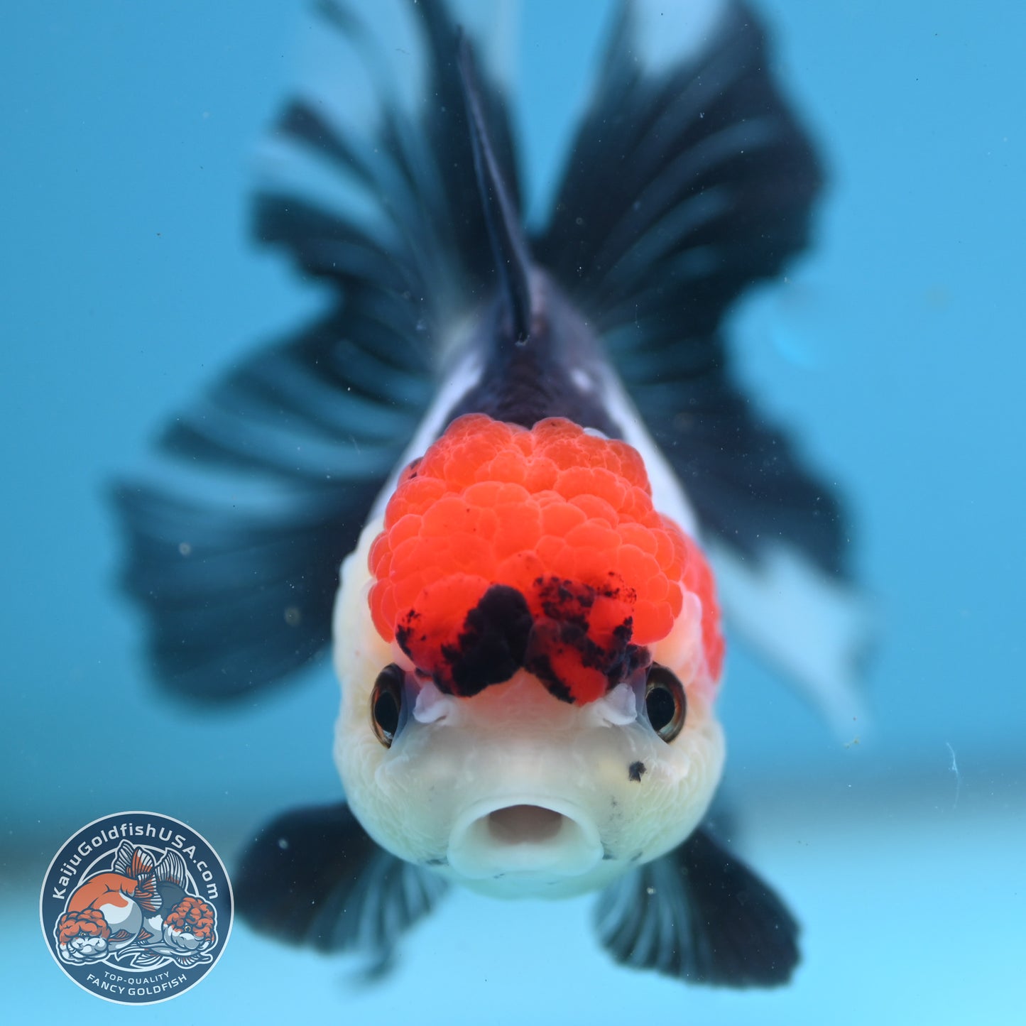 Red Head Tricolor Rose Tail Oranda 3.5 inch Body (251003_OR10)