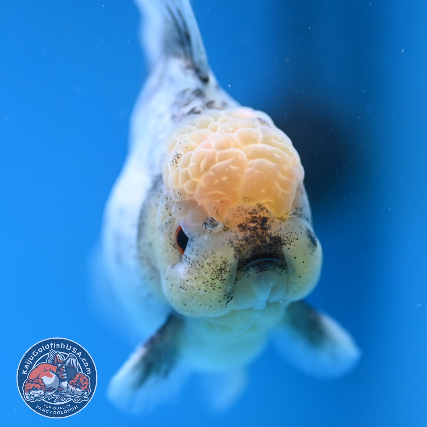 Granite Rosetail Oranda 3.5 inch Body (250926_OR10)
