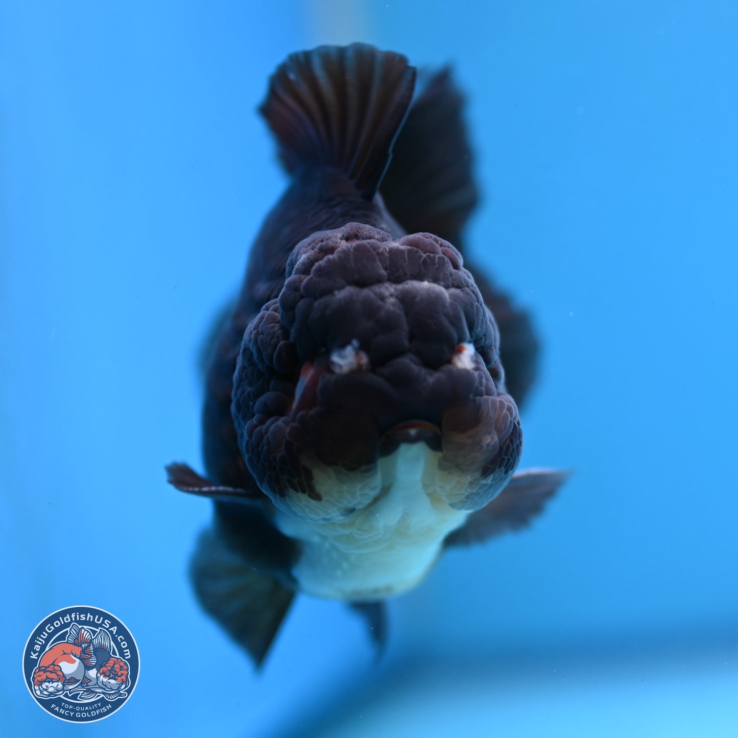 Panda YuanBao Oranda 3.5 inches Body - Femae (250103_OR10) - Kaiju Goldfish USA