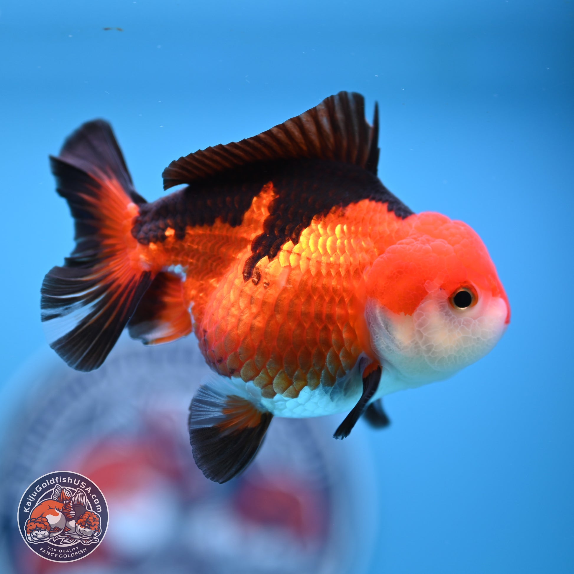 Tricolor Oranda 3.5-4.5 inches (241004_OR10) - Kaiju Goldfish USA