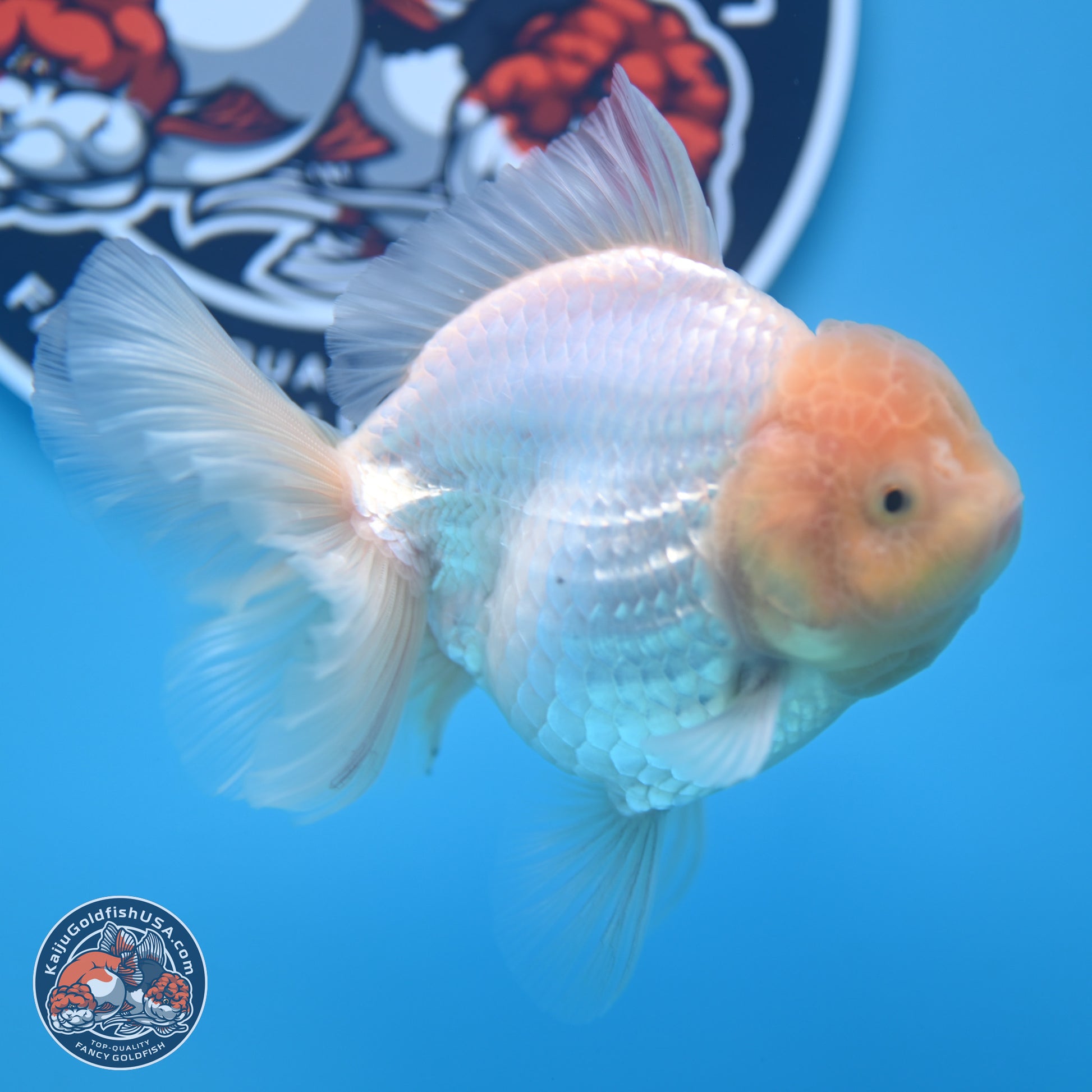 Lemon Head White Rose Tail Oranda 4.5 inches - Female (241122_OR10) - Kaiju Goldfish USA