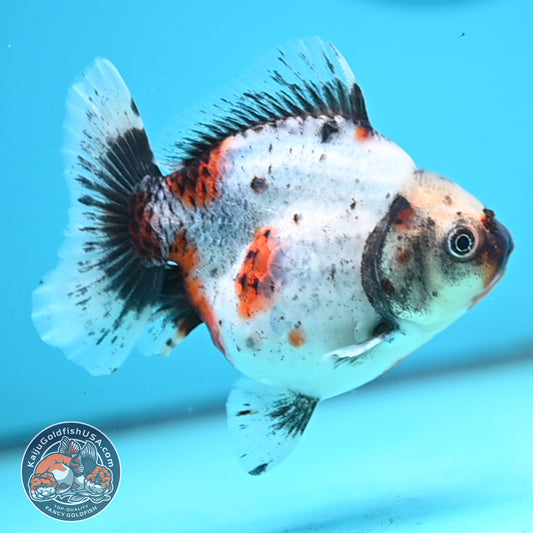 Shogun Calico Oranda 4 inches Body - Female (250418_OR10)