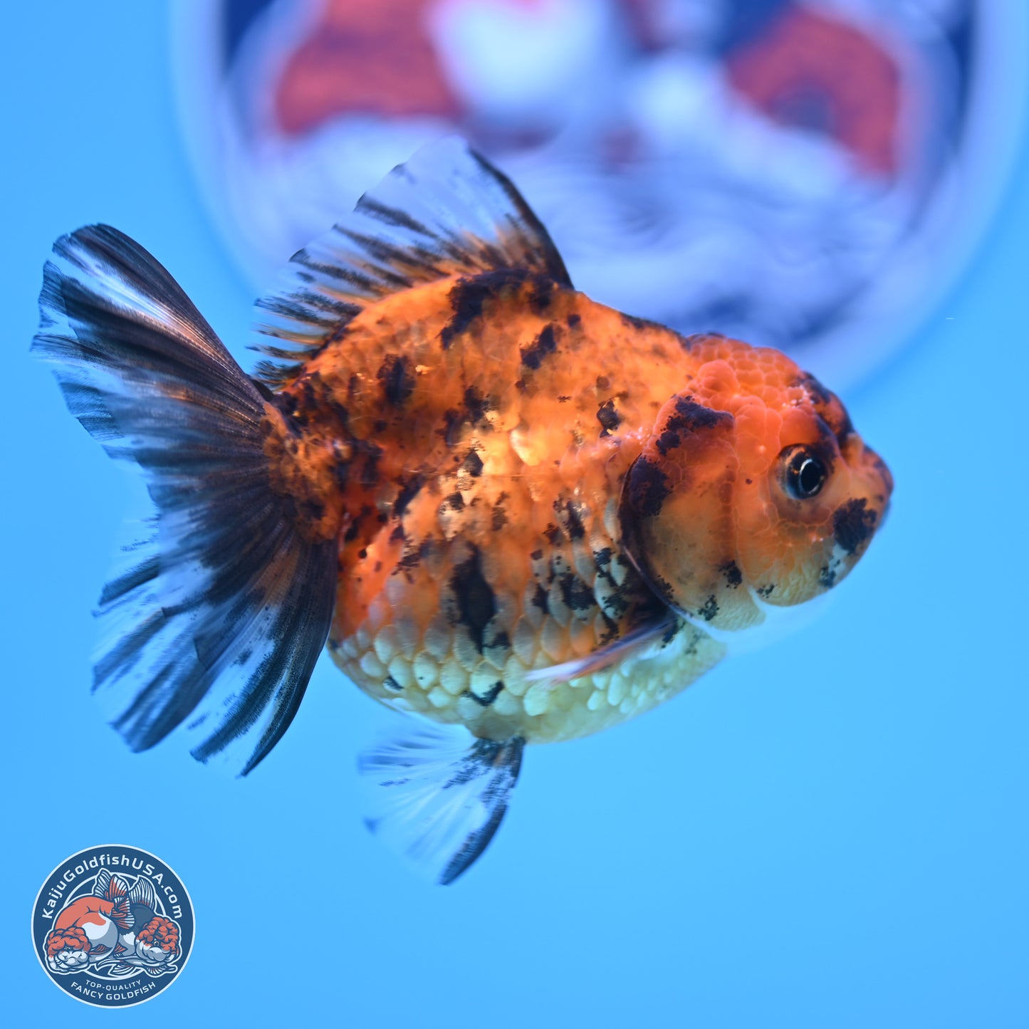 Tiger Oranda 3in Body (240816_OR10) - Kaiju Goldfish USA