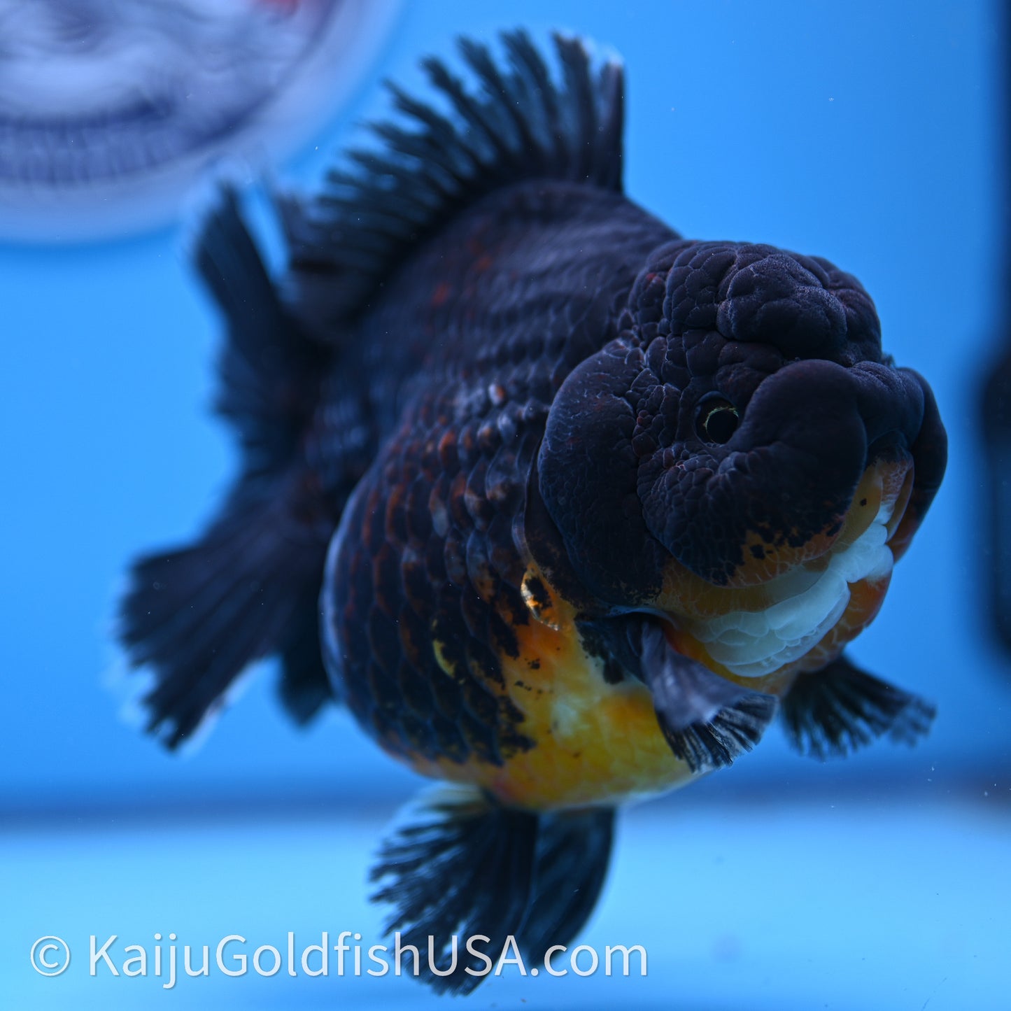 Jumbo Shogun Godzilla Kirin Oranda 4.5in Body (240719_OR10) - Kaiju Goldfish USA