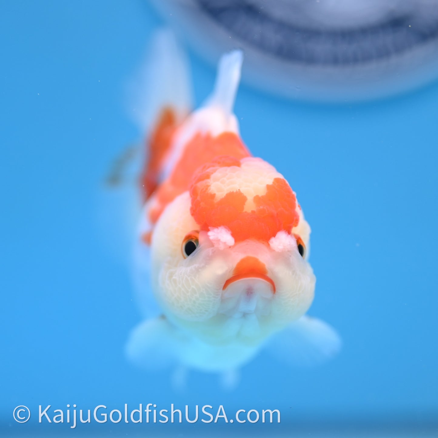 Shogun Red White Polka-Dot Oranda 3.5in Body (240726_OR10) - Kaiju Goldfish USA