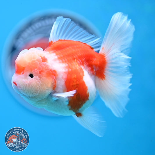 Sakura Rose Tail Oranda 3.5 inches Body - Female (250307_OR10)