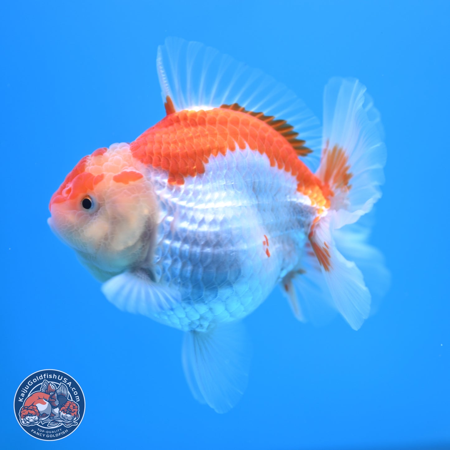 Red White YuanBao Oranda 4.5 inches - Female (241115_OR10) - Kaiju Goldfish USA