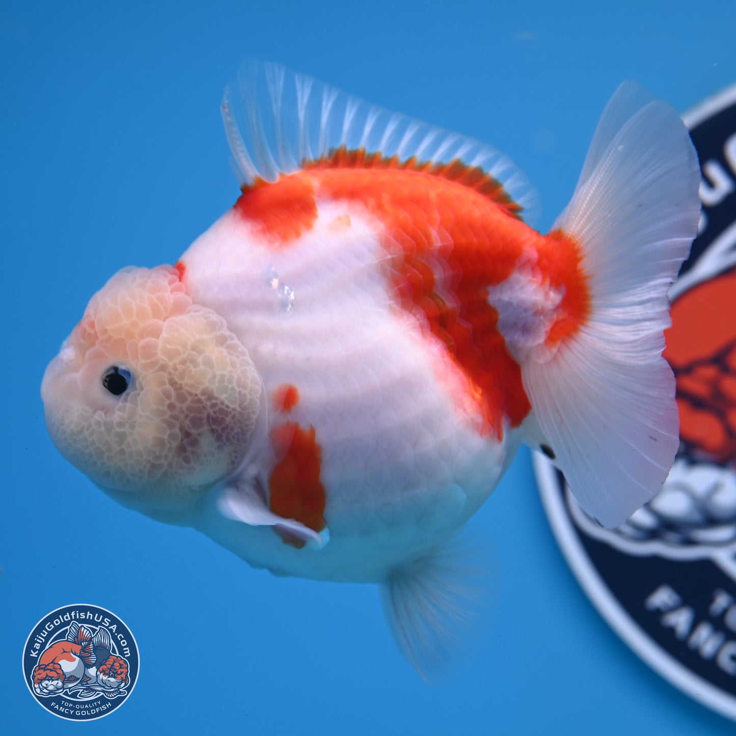 Shogun Jade Head Sakura Oranda 3.75 inches Body - Female(250131_OR10)