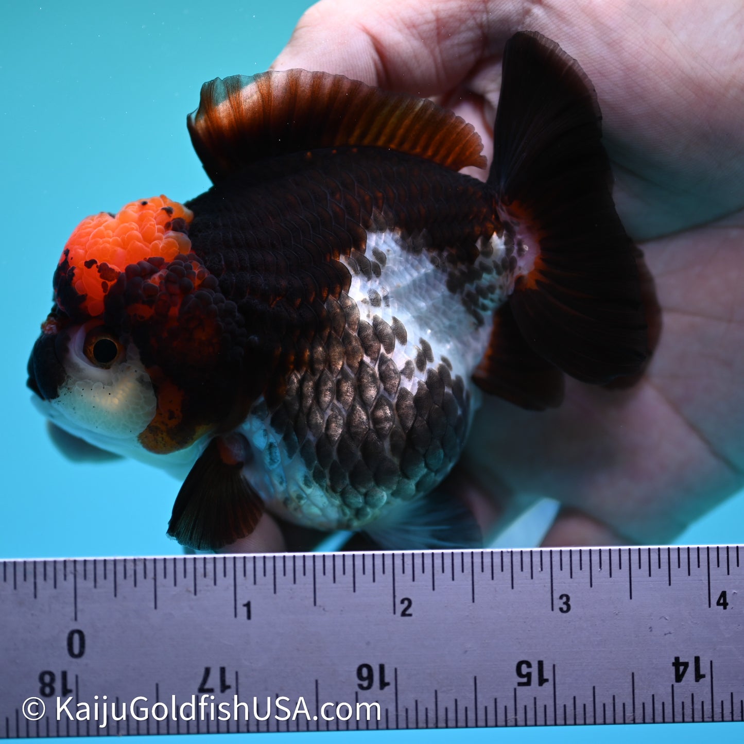 Tricolor YuanBao Oranda 3.5in body (240607_OR10) - Kaiju Goldfish USA