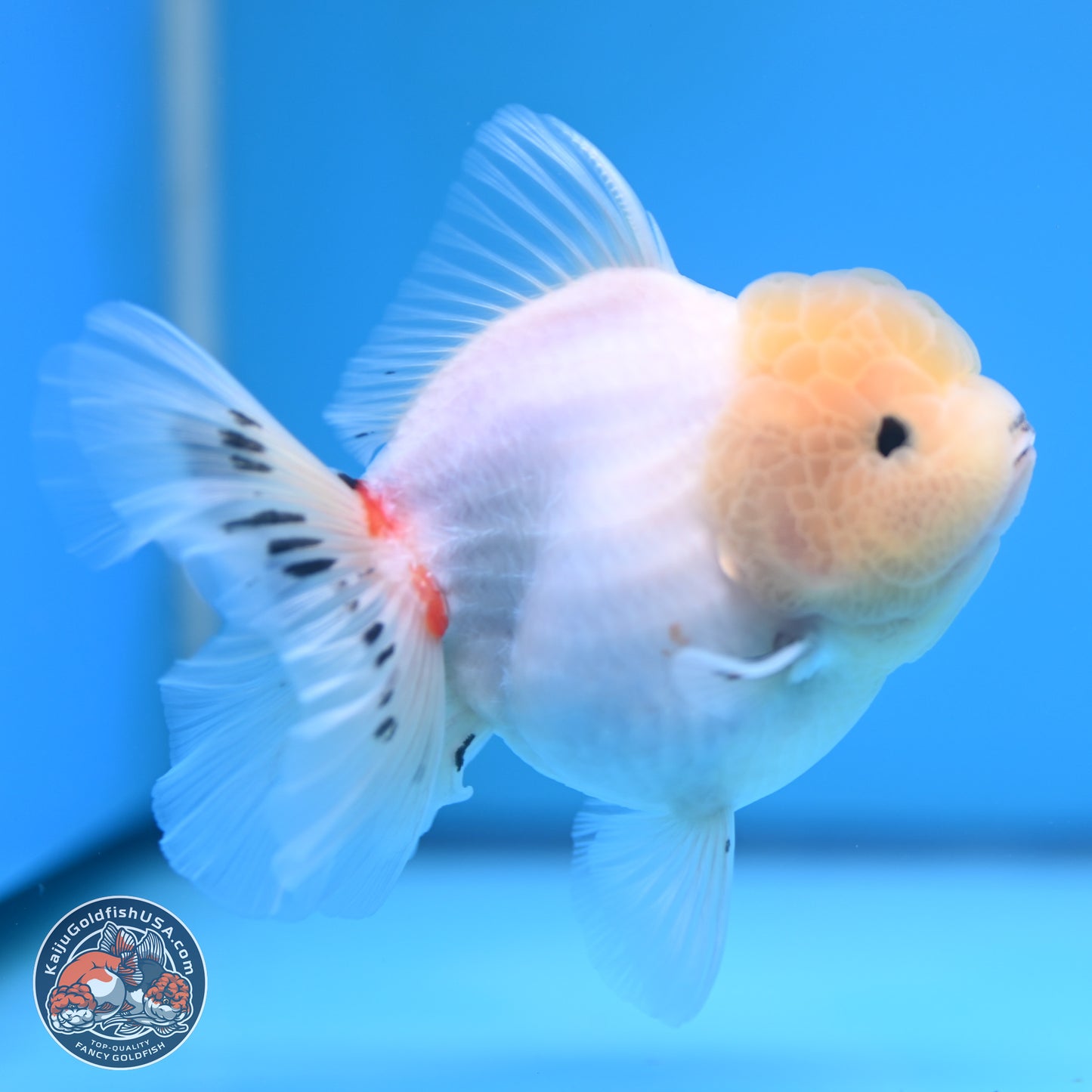 Tricolor Sakura Rose Tail Oranda 4.5 inches (241025_OR10) - Kaiju Goldfish USA