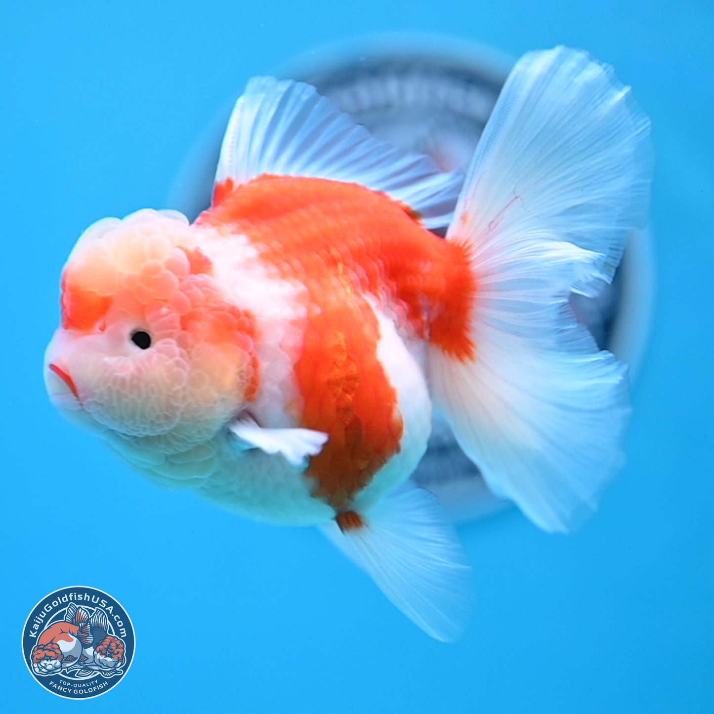 Sakura Rose Tail Oranda 3.5 inches Body - Female (250307_OR10)