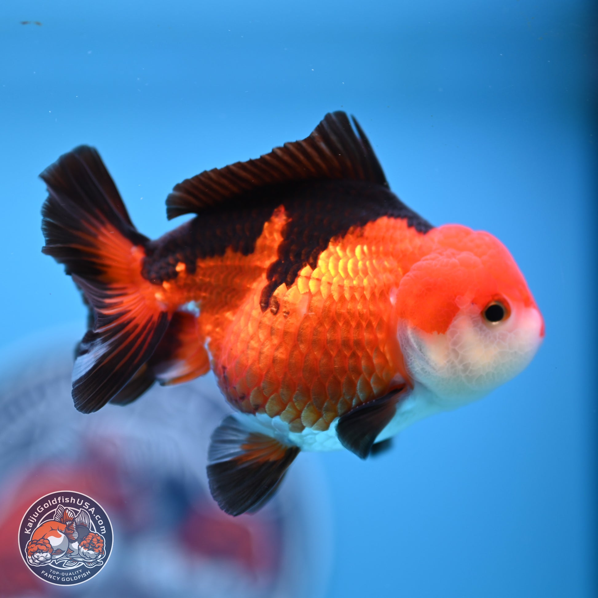 Tricolor Oranda 3.5-4.5 inches (241004_OR10) - Kaiju Goldfish USA