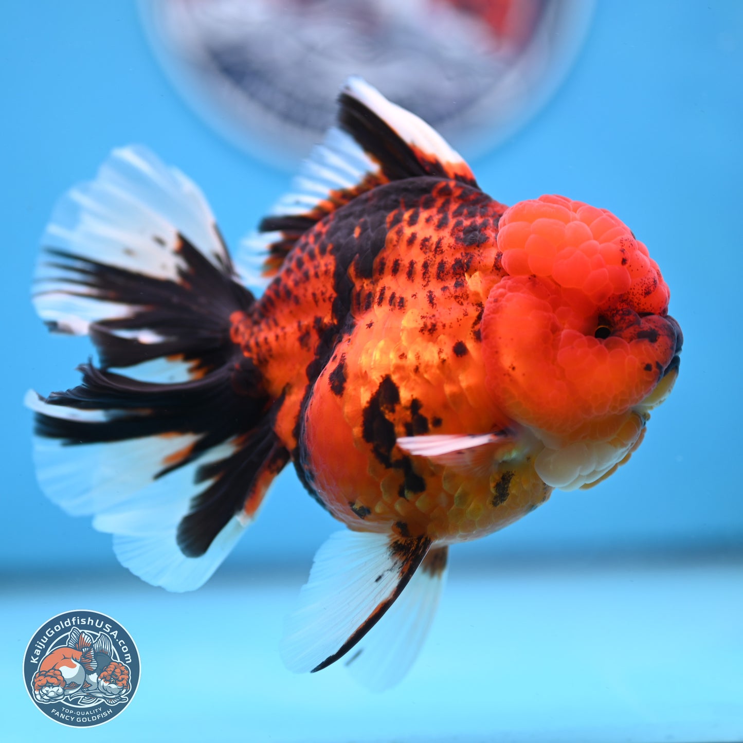 Tiger Rose Tail Oranda 3.5 inches Body - Female (250228_OR10)