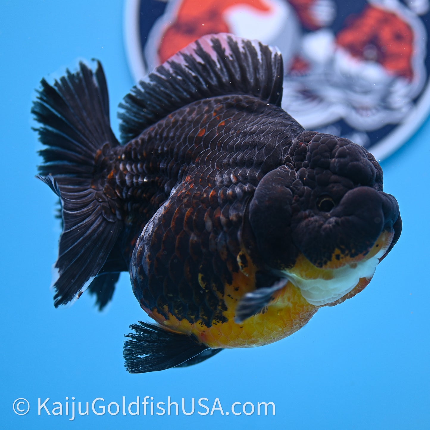 Jumbo Shogun Godzilla Kirin Oranda 4.5in Body (240719_OR10) - Kaiju Goldfish USA