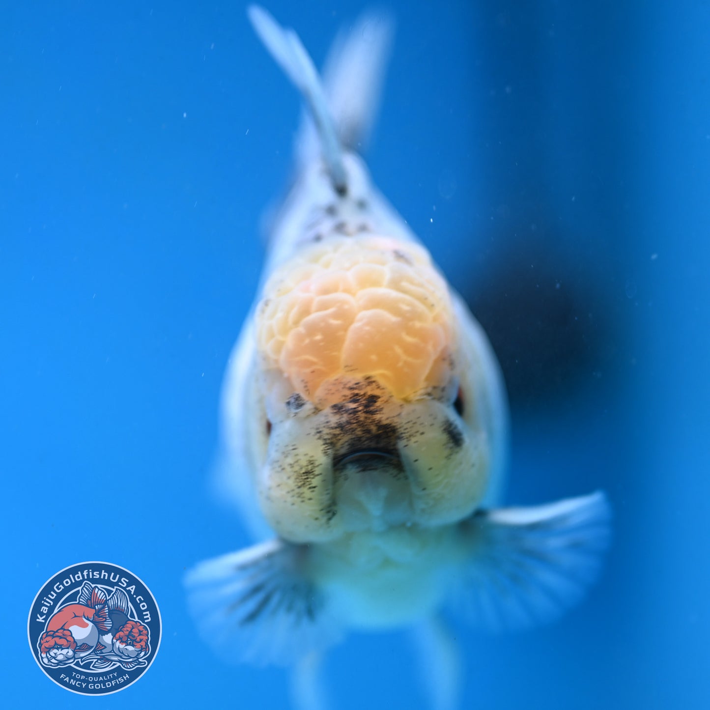Granite Rosetail Oranda 3.5 inch Body (250926_OR10)