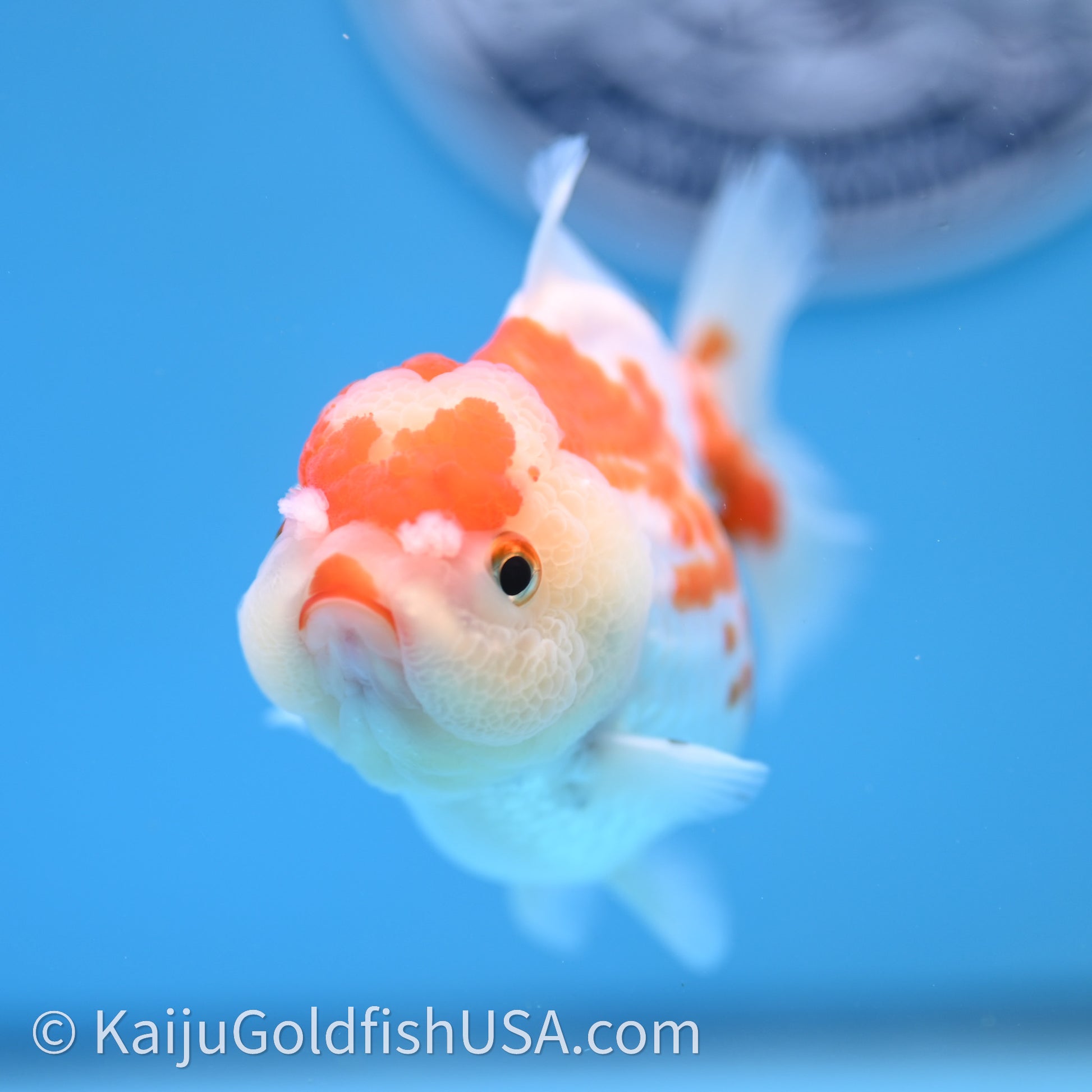 Shogun Red White Polka-Dot Oranda 3.5in Body (240726_OR10) - Kaiju Goldfish USA