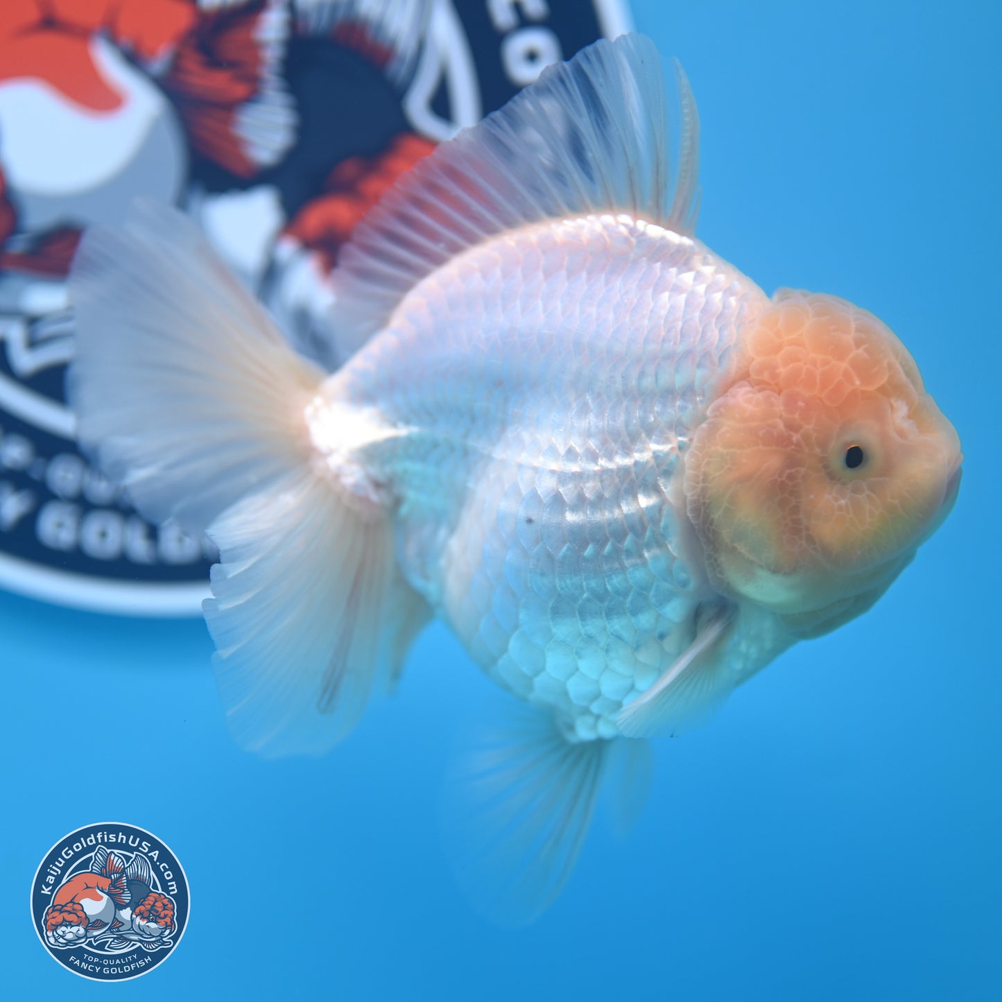 Lemon Head White Rose Tail Oranda 4.5 inches - Female (241122_OR10) - Kaiju Goldfish USA