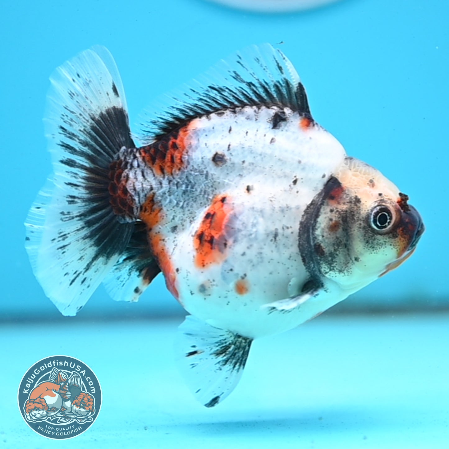 Shogun Calico Oranda 4 inches Body - Female (250418_OR10)