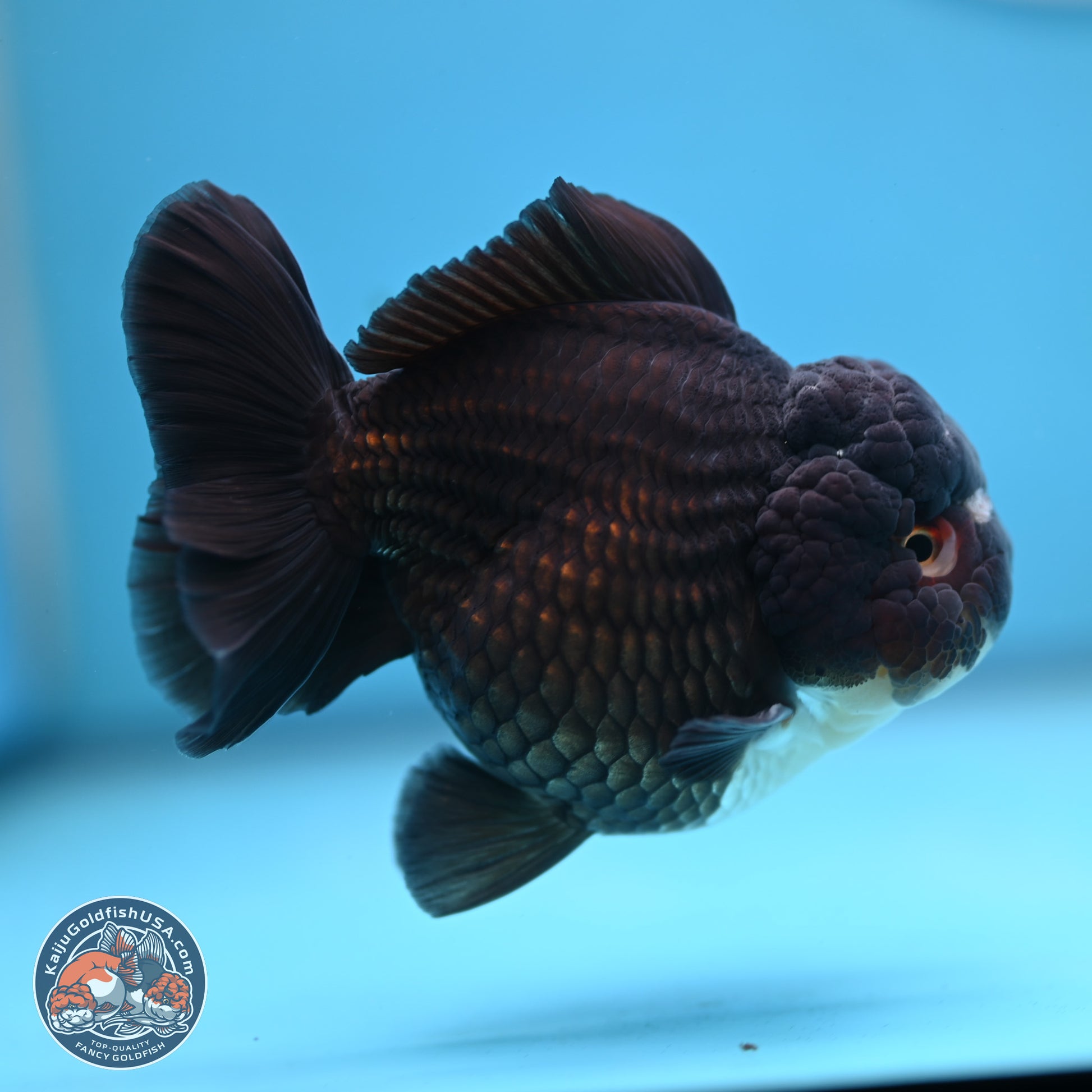 Panda YuanBao Oranda 3.5 inches Body - Femae (250103_OR10) - Kaiju Goldfish USA