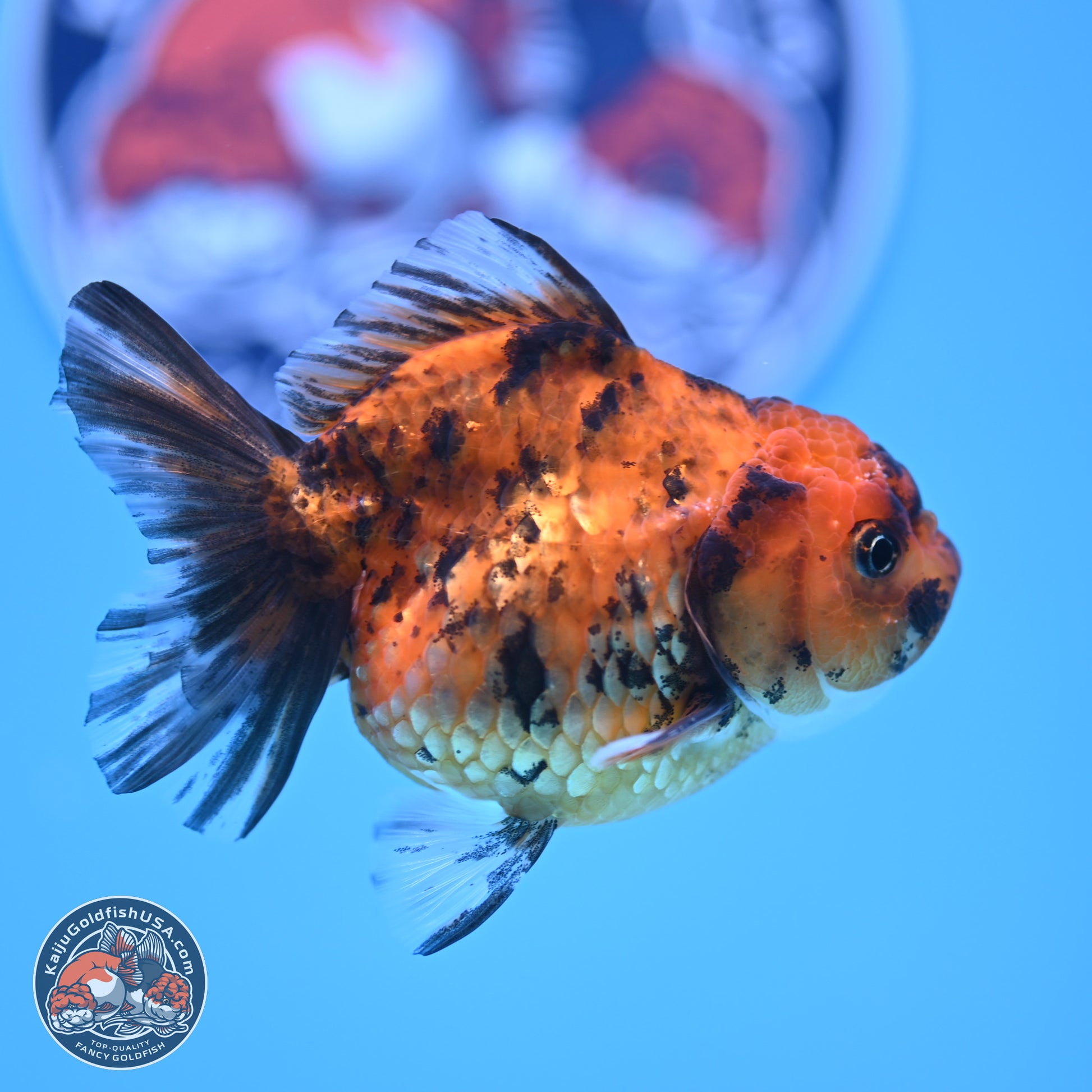 Tiger Oranda 3in Body (240816_OR10) - Kaiju Goldfish USA