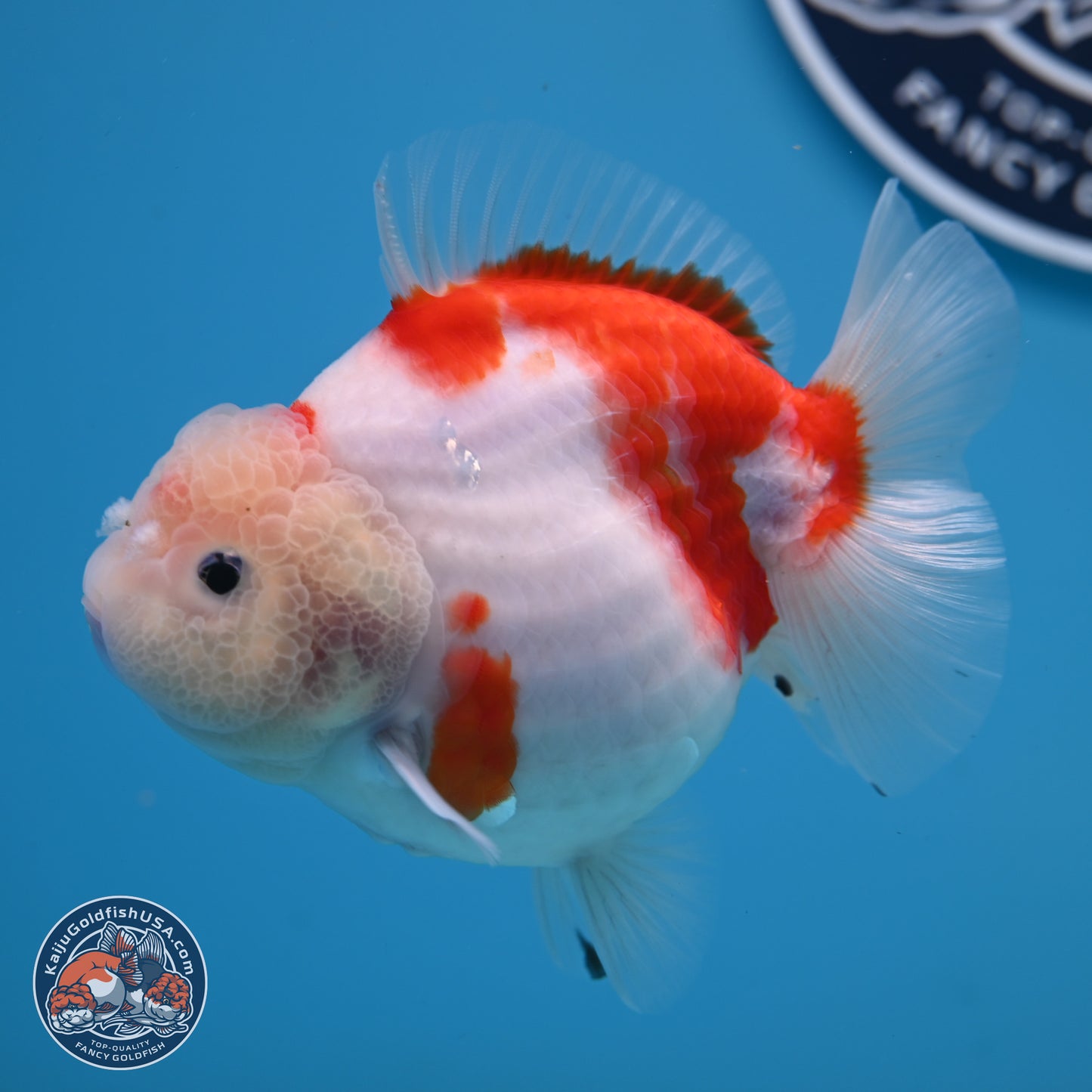 Shogun Jade Head Sakura Oranda 3.75 inches Body - Female(250131_OR10)