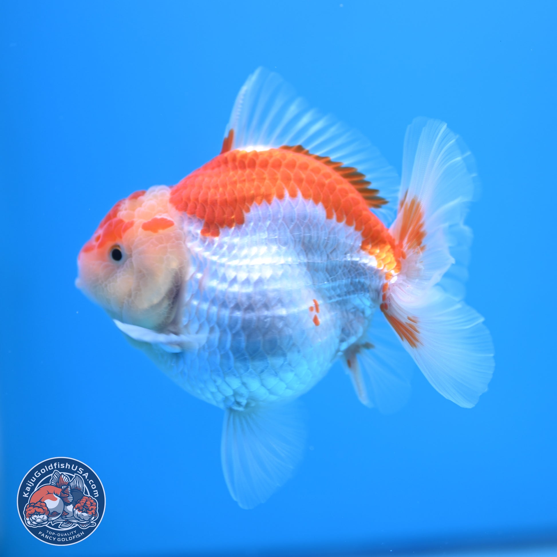 Red White YuanBao Oranda 4.5 inches - Female (241115_OR10) - Kaiju Goldfish USA