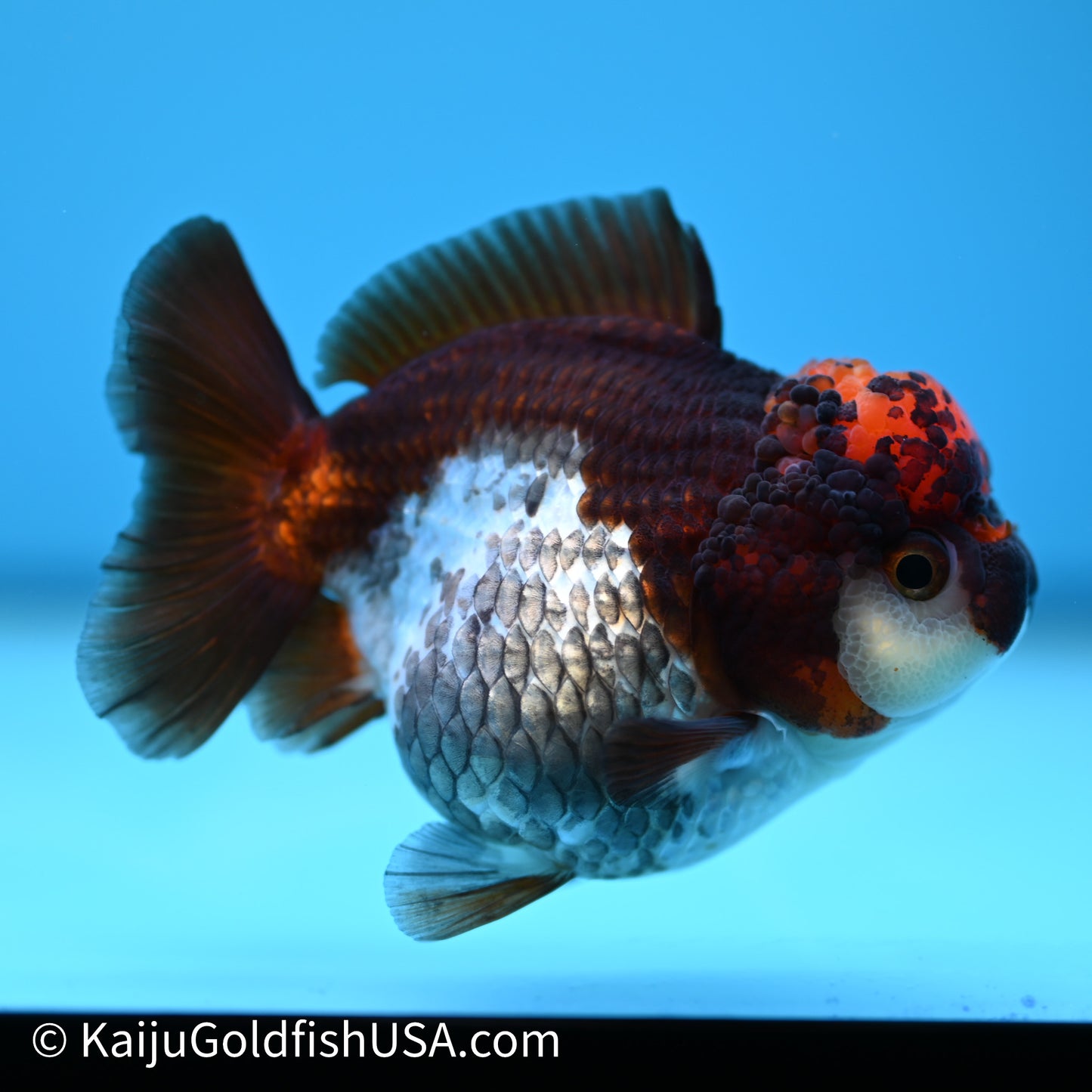 Tricolor YuanBao Oranda 3.5in body (240607_OR10) - Kaiju Goldfish USA