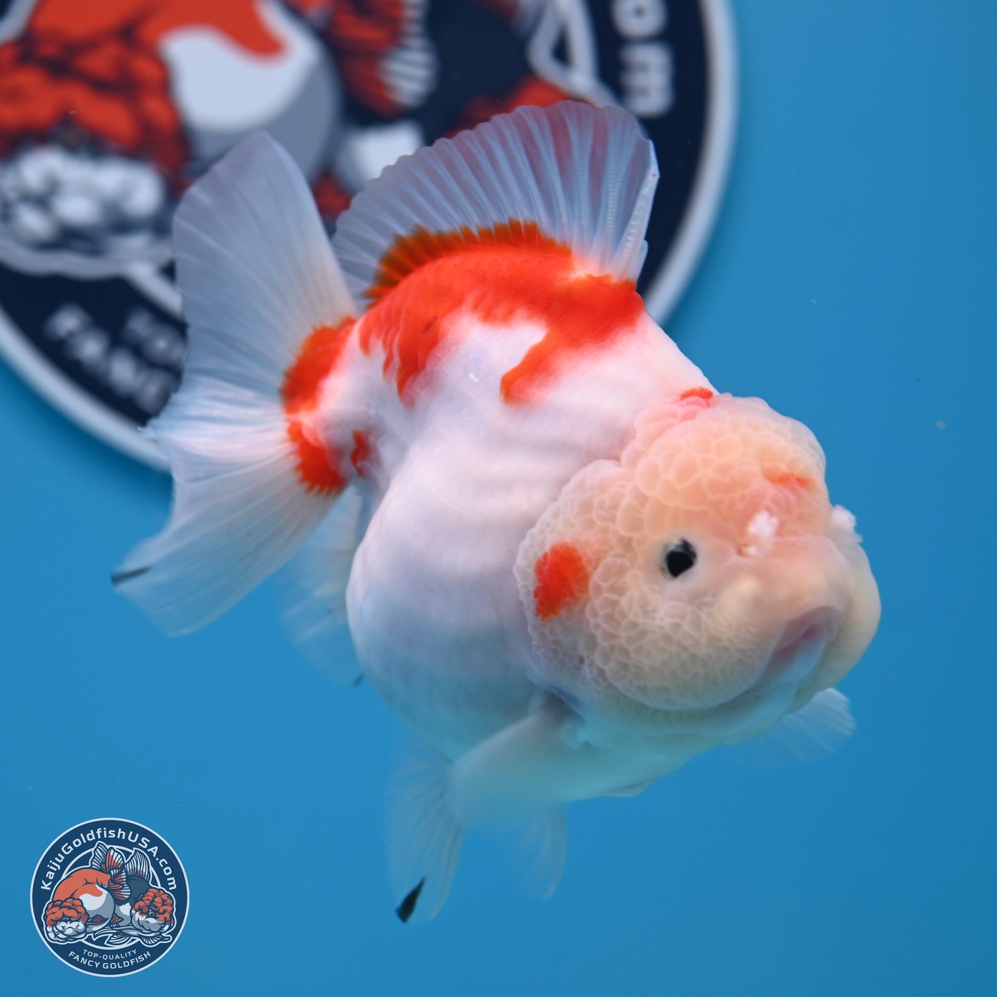 Shogun Jade Head Sakura Oranda 3.75 inches Body - Female(250131_OR10)