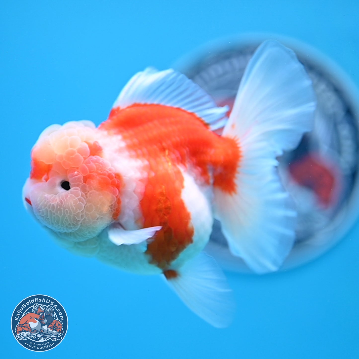 Sakura Rose Tail Oranda 3.5 inches Body - Female (250307_OR10)