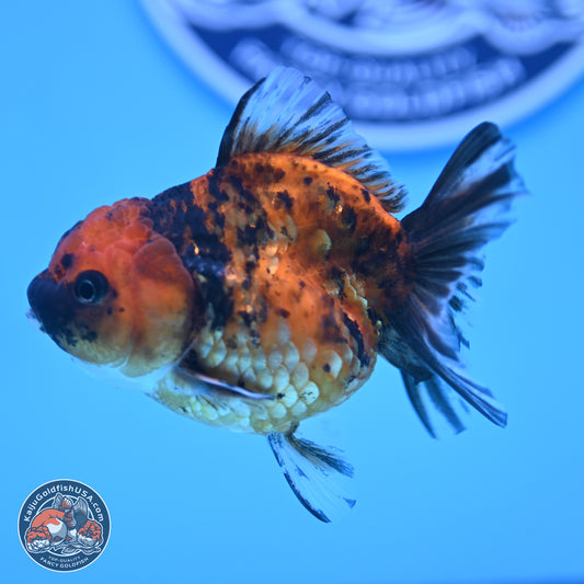 Tiger Oranda 3in Body (240816_OR10) - Kaiju Goldfish USA