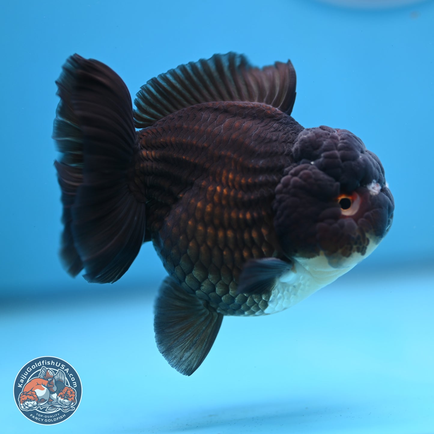 Panda YuanBao Oranda 3.5 inches Body - Femae (250103_OR10) - Kaiju Goldfish USA