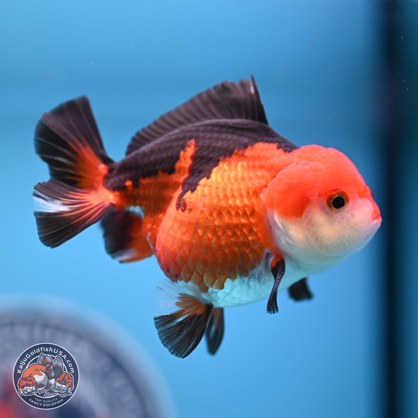 Tricolor Oranda 3.5-4.5 inches (241004_OR10) - Kaiju Goldfish USA