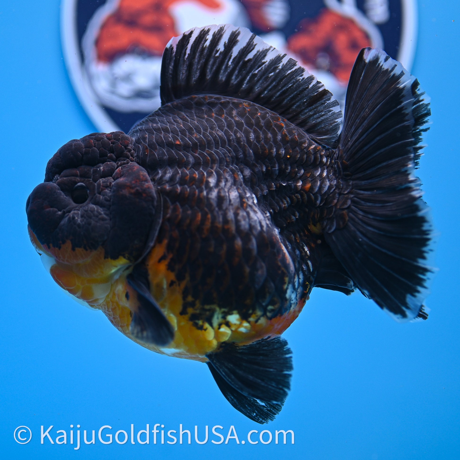 Jumbo Shogun Godzilla Kirin Oranda 4.5in Body (240719_OR10) - Kaiju Goldfish USA