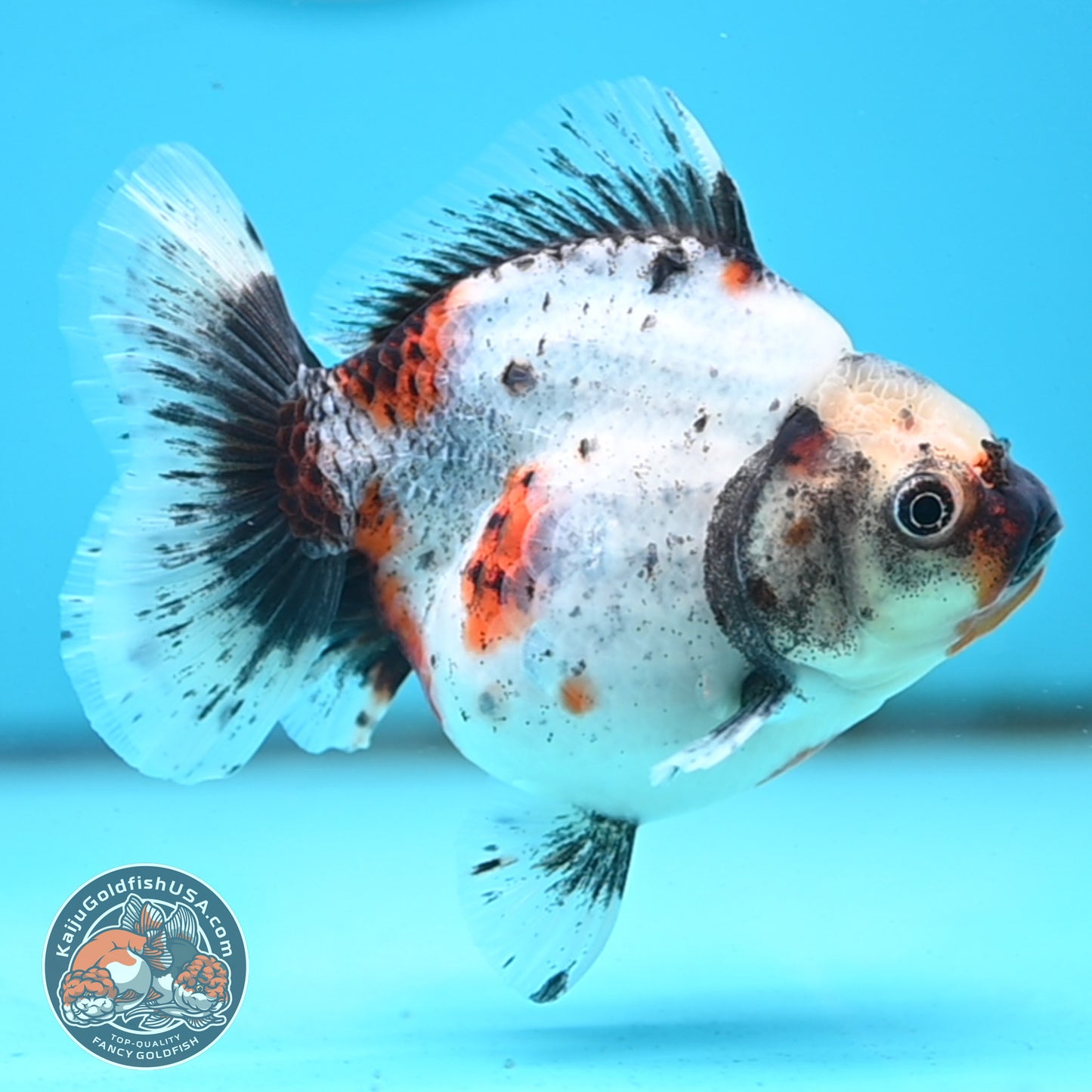 Shogun Calico Oranda 4 inches Body - Female (250418_OR10)