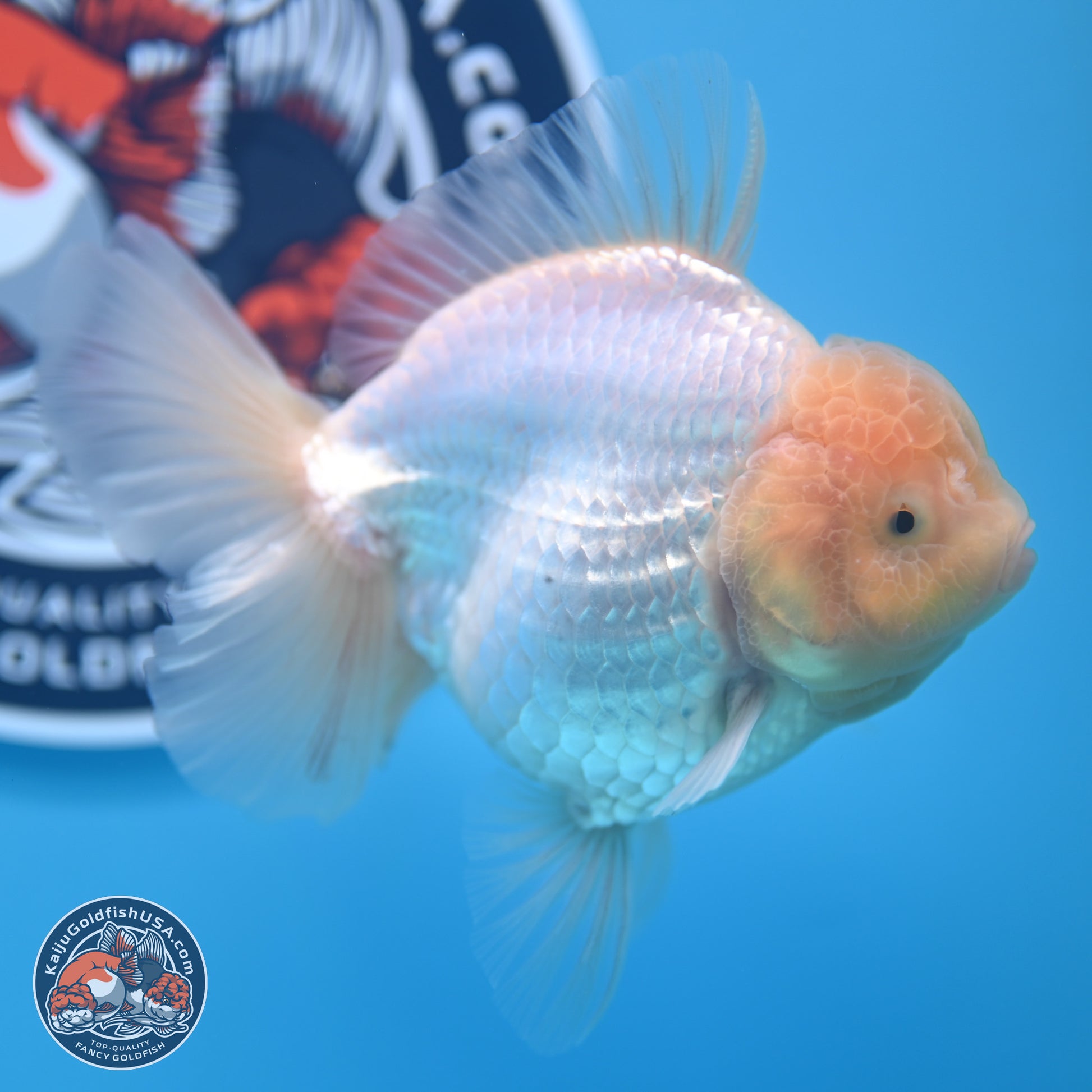 Lemon Head White Rose Tail Oranda 4.5 inches - Female (241122_OR10) - Kaiju Goldfish USA