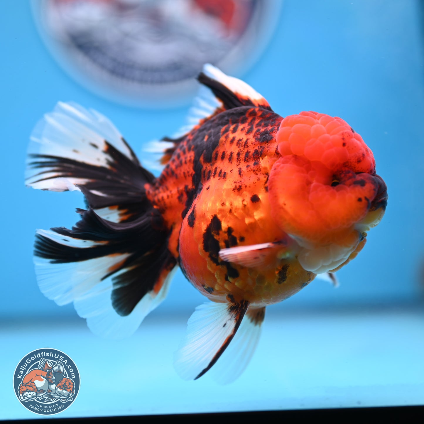 Tiger Rose Tail Oranda 3.5 inches Body - Female (250228_OR10)