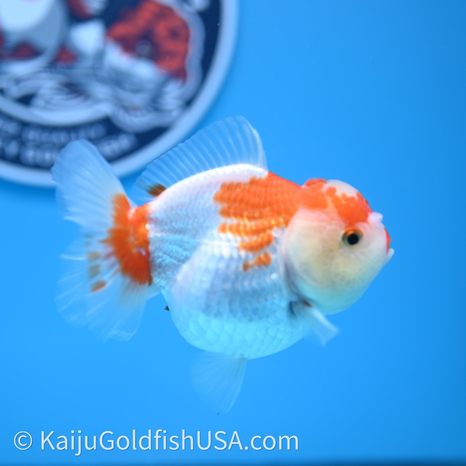 Shogun Red White Polka-Dot Oranda 3.5in Body (240726_OR10) - Kaiju Goldfish USA