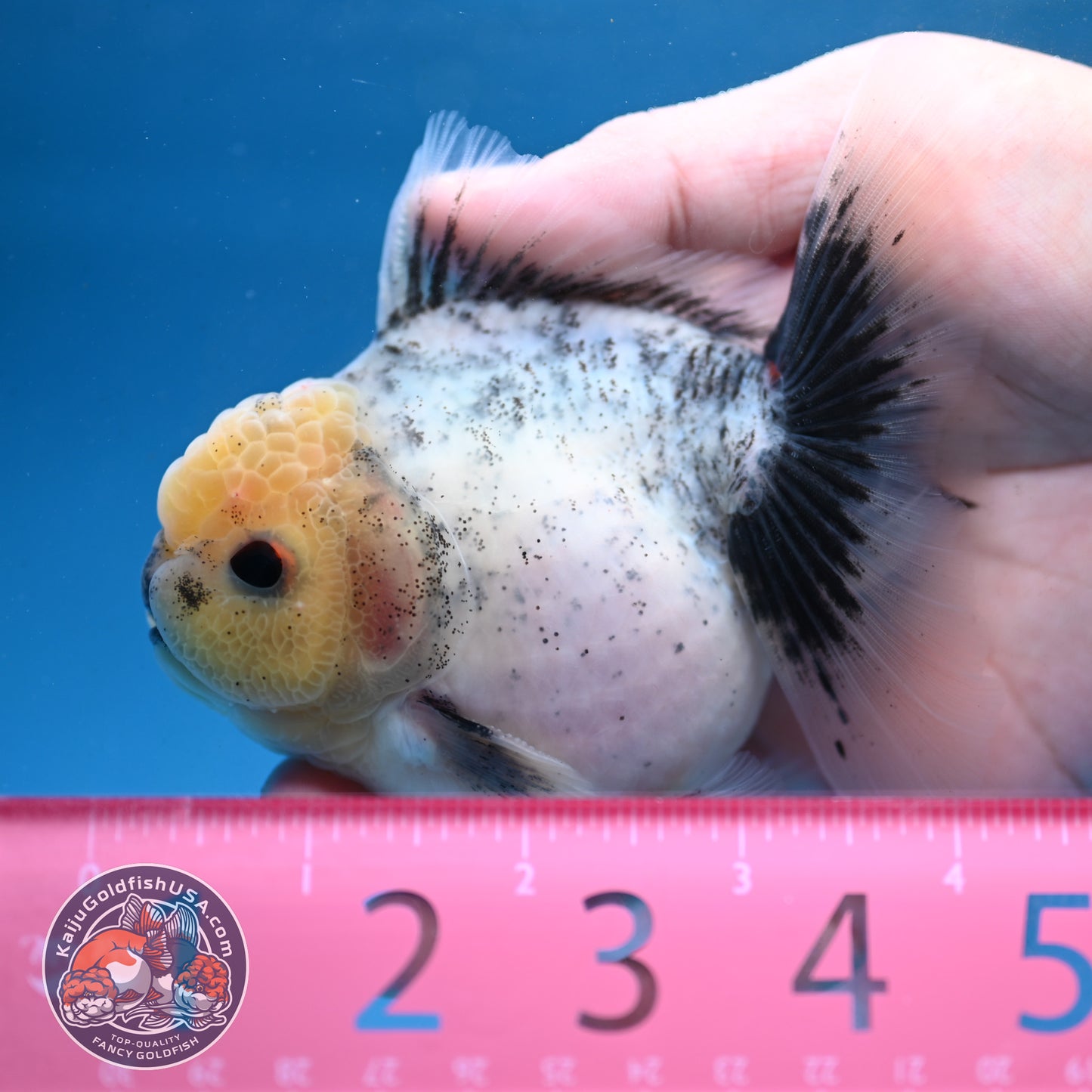 Granite Rosetail Oranda 3.5 inch Body (250926_OR10)