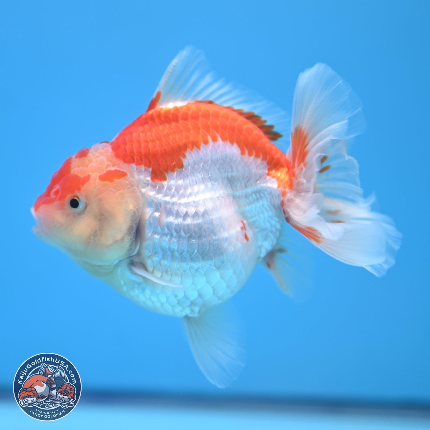 Red White YuanBao Oranda 4.5 inches - Female (241115_OR10) - Kaiju Goldfish USA