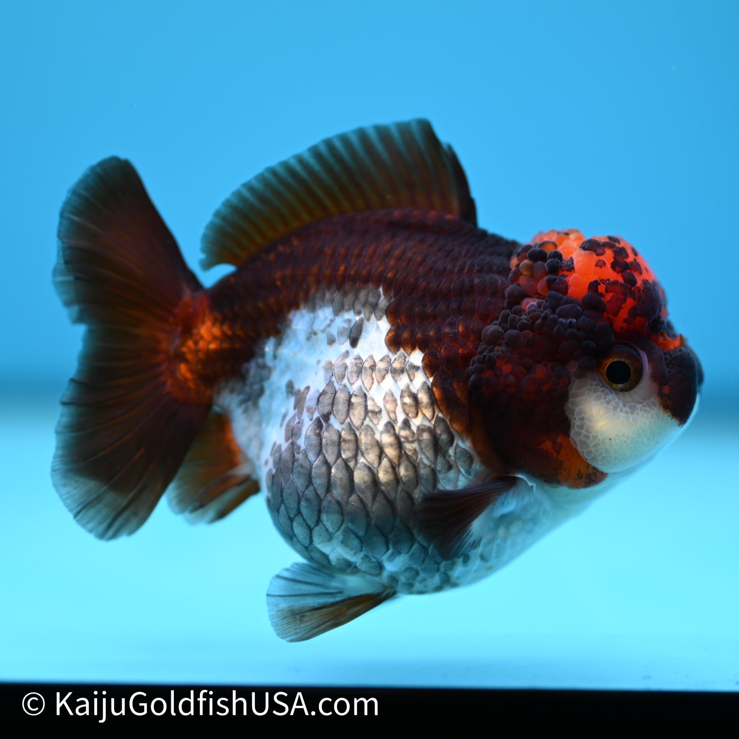 Tricolor YuanBao Oranda 3.5in body (240607_OR10) - Kaiju Goldfish USA