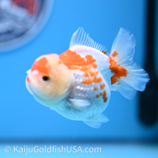 Shogun Red White Polka-Dot Oranda 3.5in Body (240726_OR10) - Kaiju Goldfish USA