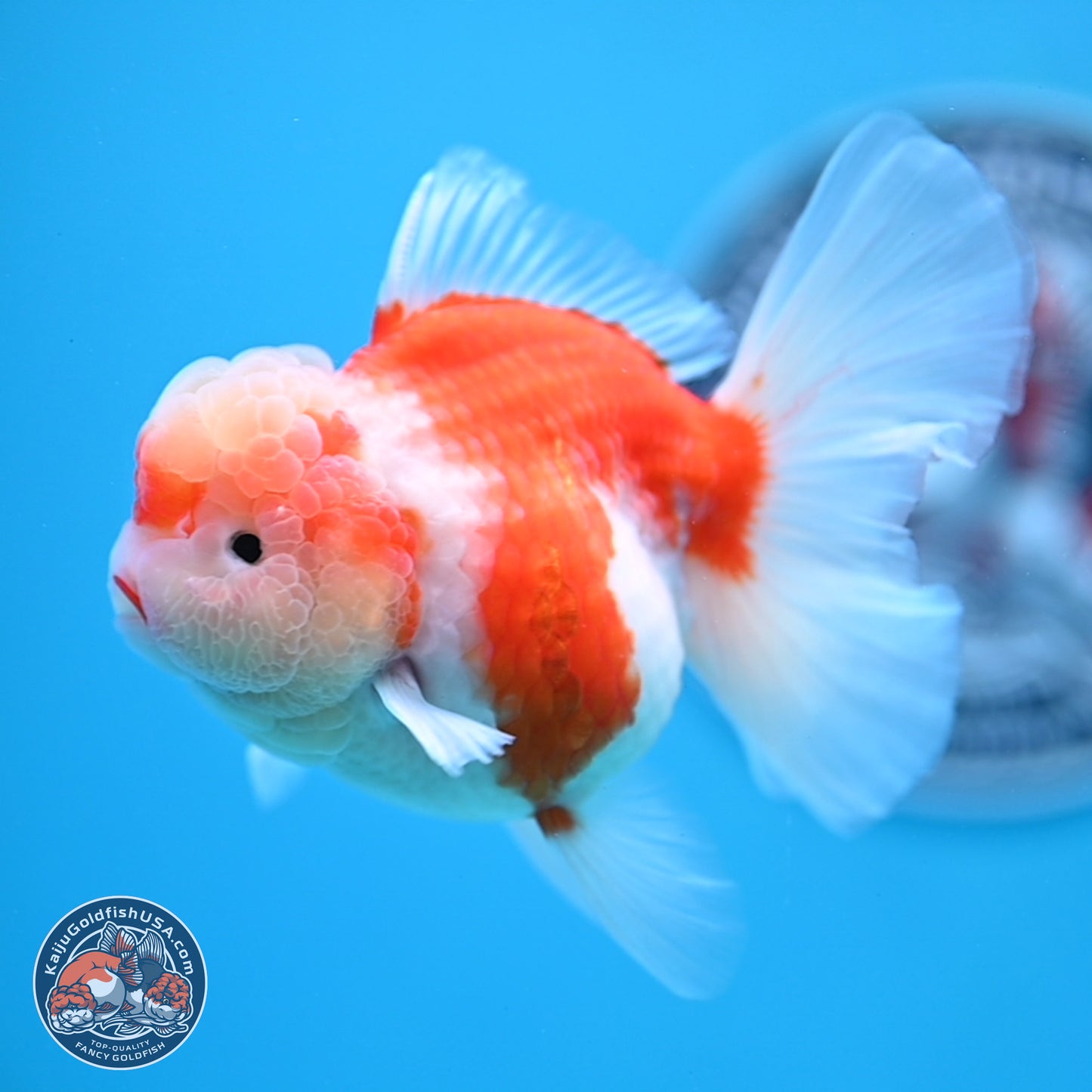 Sakura Rose Tail Oranda 3.5 inches Body - Female (250307_OR10)